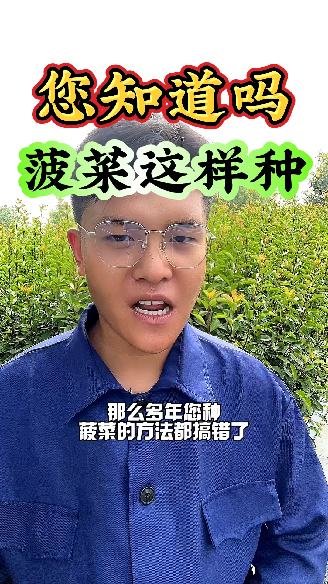 菠菜怎么样种植,出苗快长势好呢