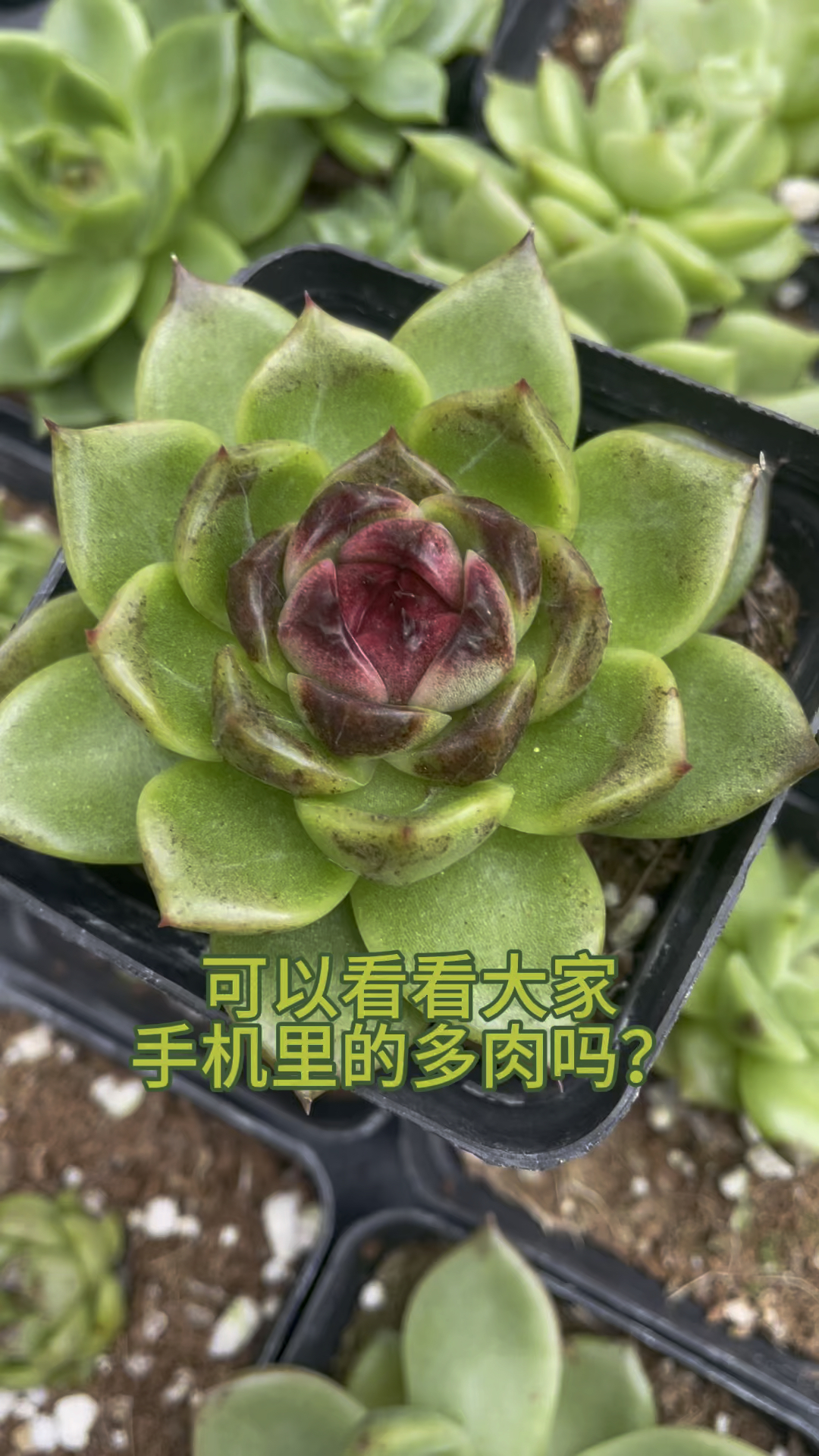 秋天了,可以看看大家手机里的多肉吗?#多肉植物 #对生活多一份热爱 #糖心多肉