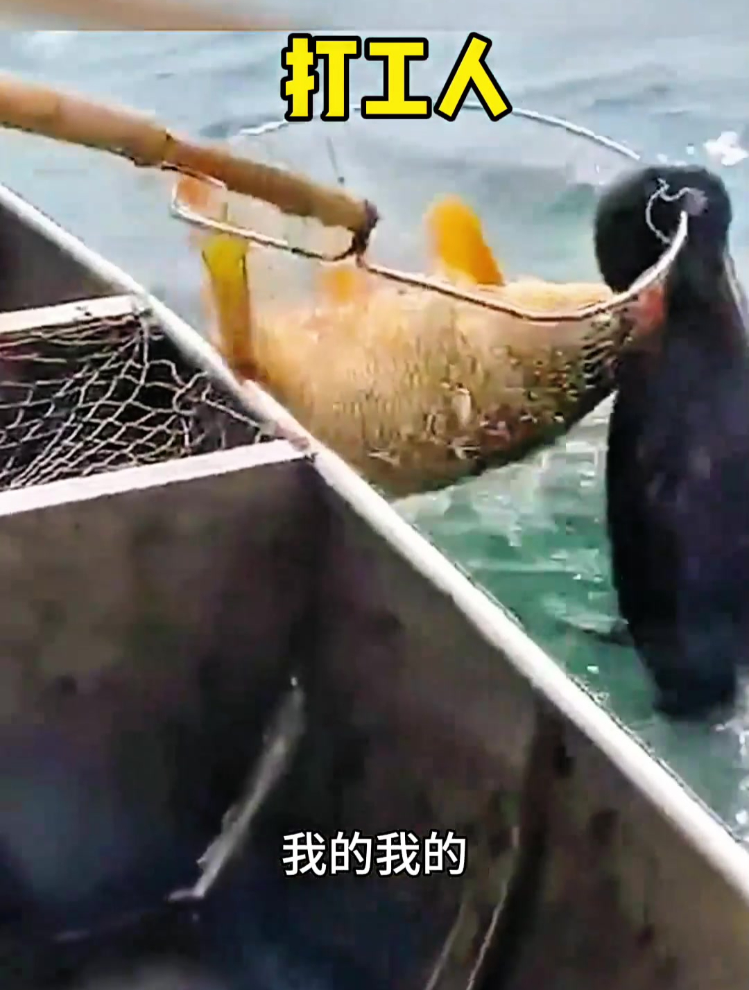鱼鹰抓鱼瞬间,真是太刺激了