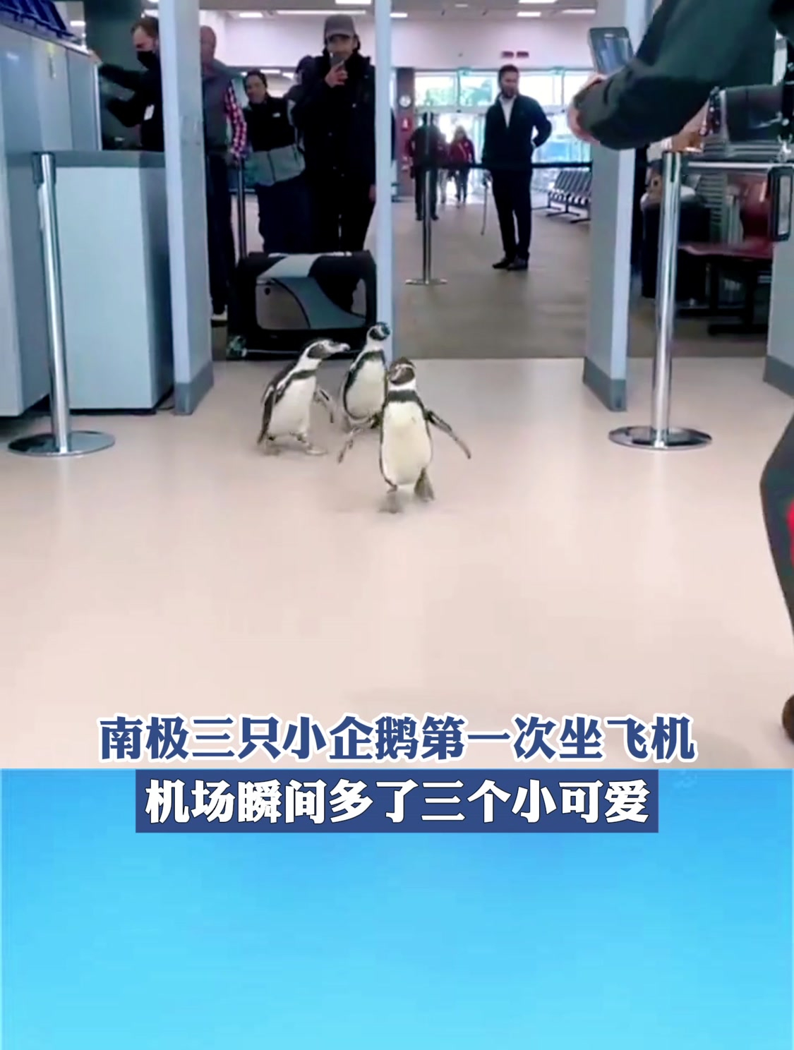 南极三只小企鹅第一次坐飞机,机场瞬间多了三个小可爱!