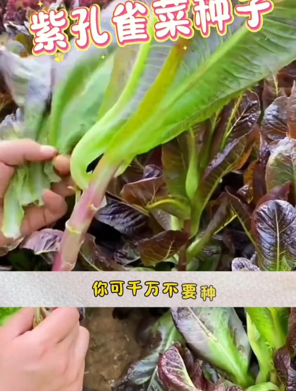 特色青菜新品种!紫孔雀菜不易生虫,秋冬采摘一茬茬