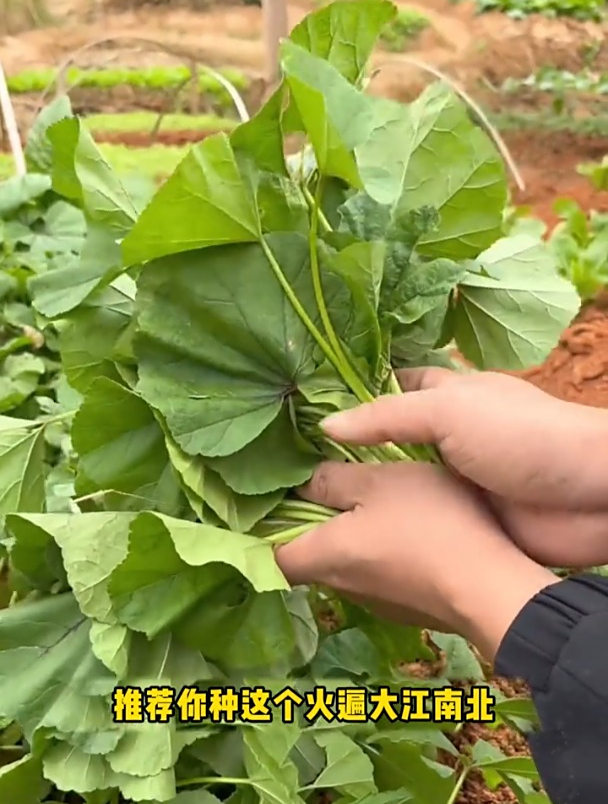冬寒菜又叫冬葵,从二十厘米开始摘了吃,越冷口感越好!