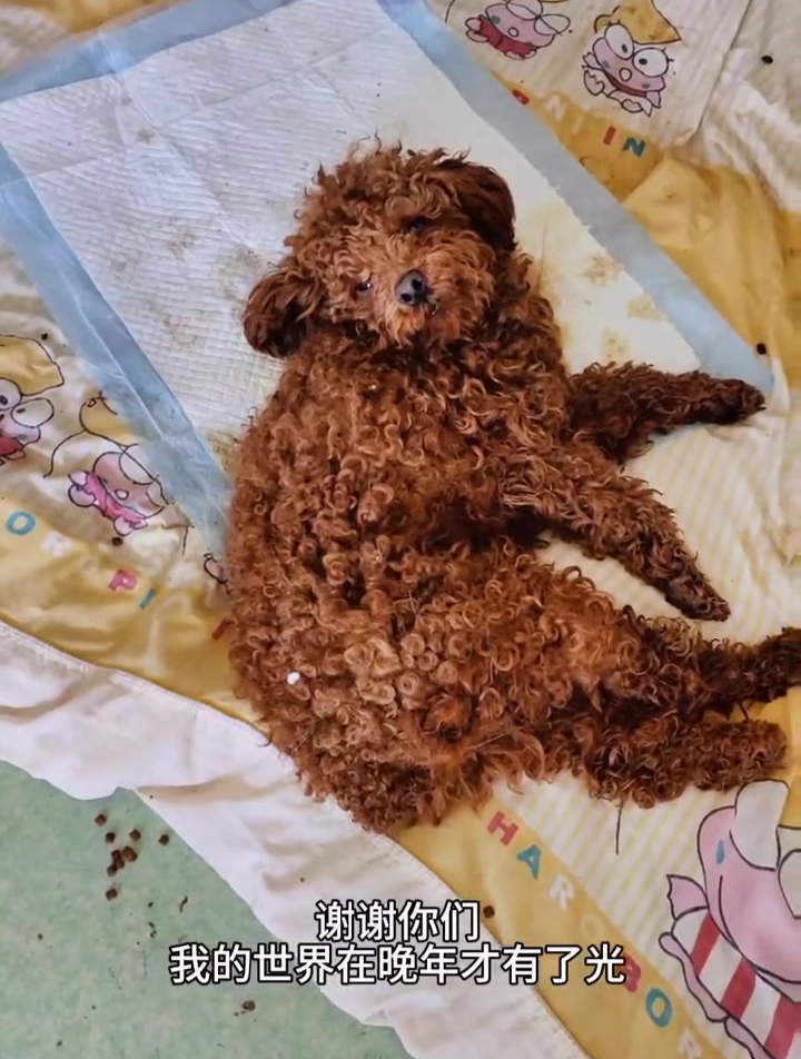 我是一只老年公繁殖犬,不停地配种掏空了我