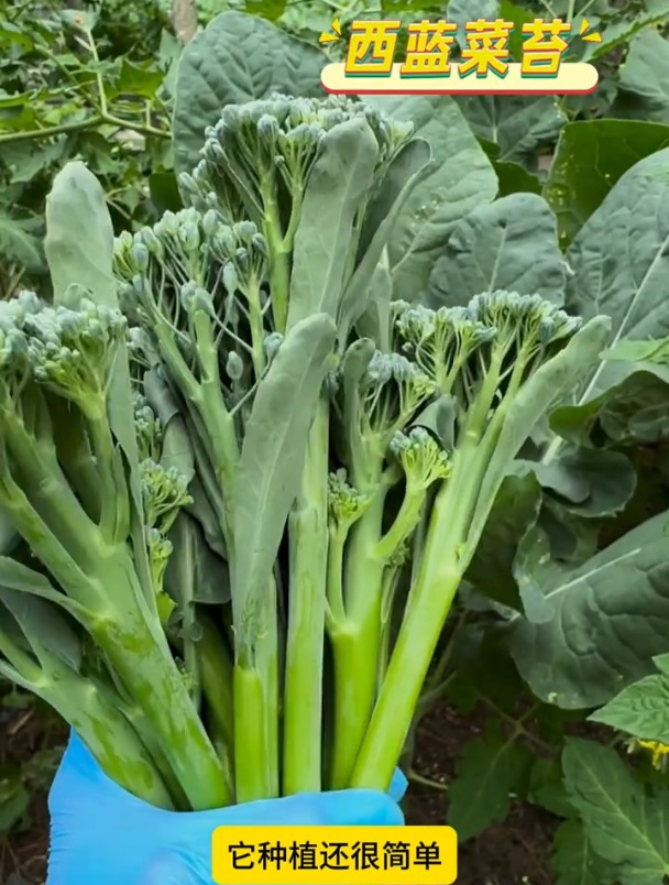 西兰苔不仅有西兰花的营养,还有菜苔的清脆口感,老人孩子都喜欢