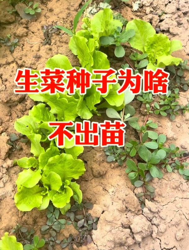 生菜种植方法,长出来发芽快、叶子绿又旺!
