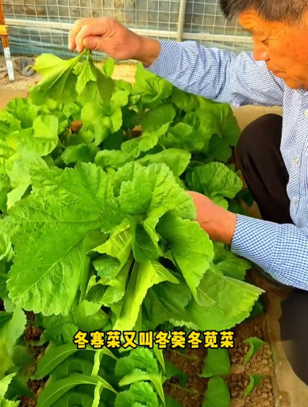 古老物种“冬苋菜”,好种耐寒营养高,现在正是种植的季节