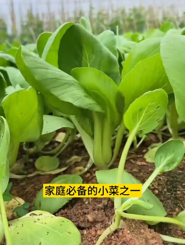 家里种的上海青,各位农友看看种得咋样?