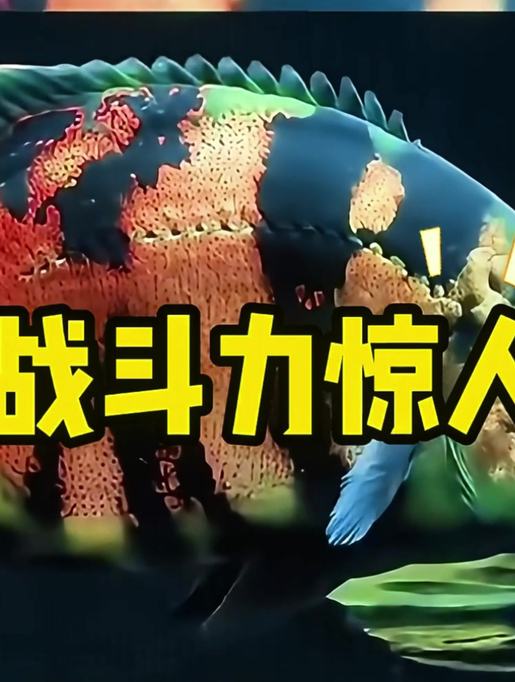 五种凶猛观赏鱼逐一盘点!