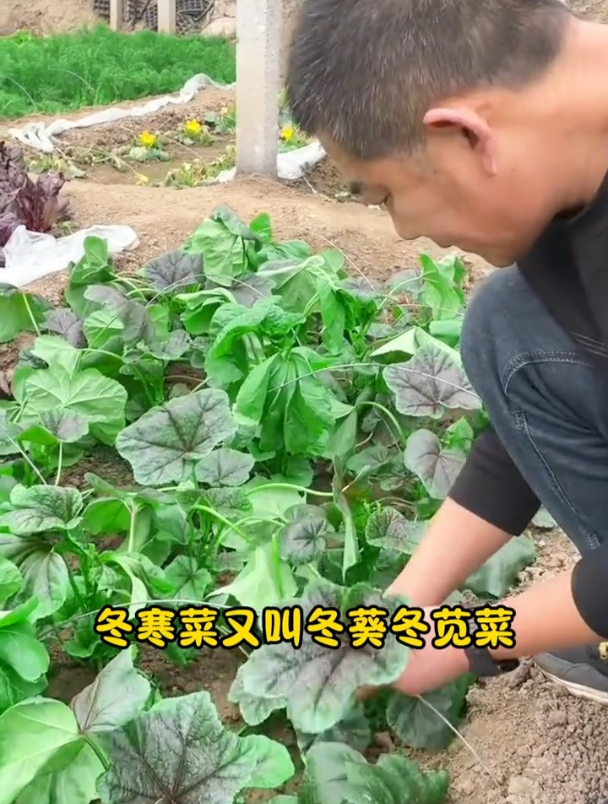 “百菜之王”——冬寒菜,耐寒不易生虫,如今很少人种