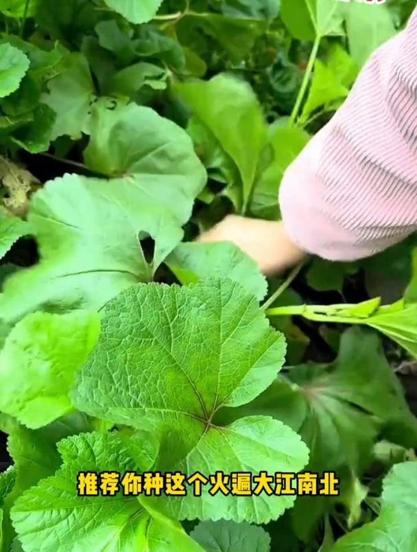 古老物种冬苋菜,好吃好种营养高,现在正是种植的季节
