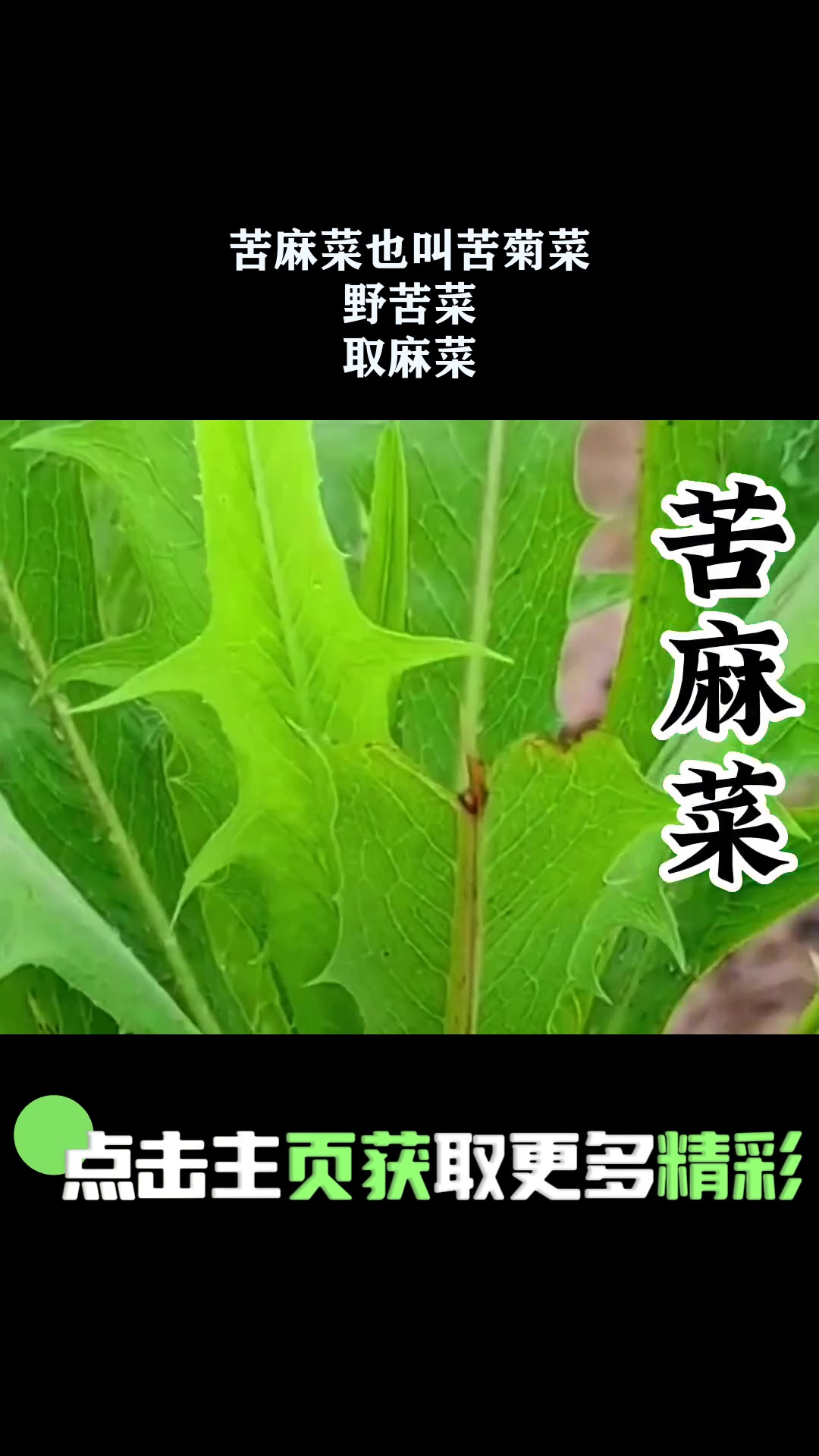 苦麻菜也叫苦菊菜,野苦菜,取麻菜 1