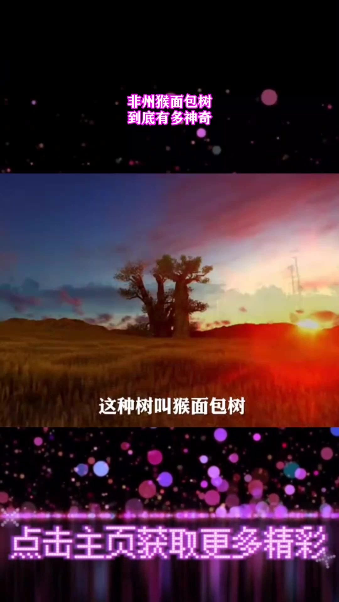 非州猴面包树,到底有多神奇1