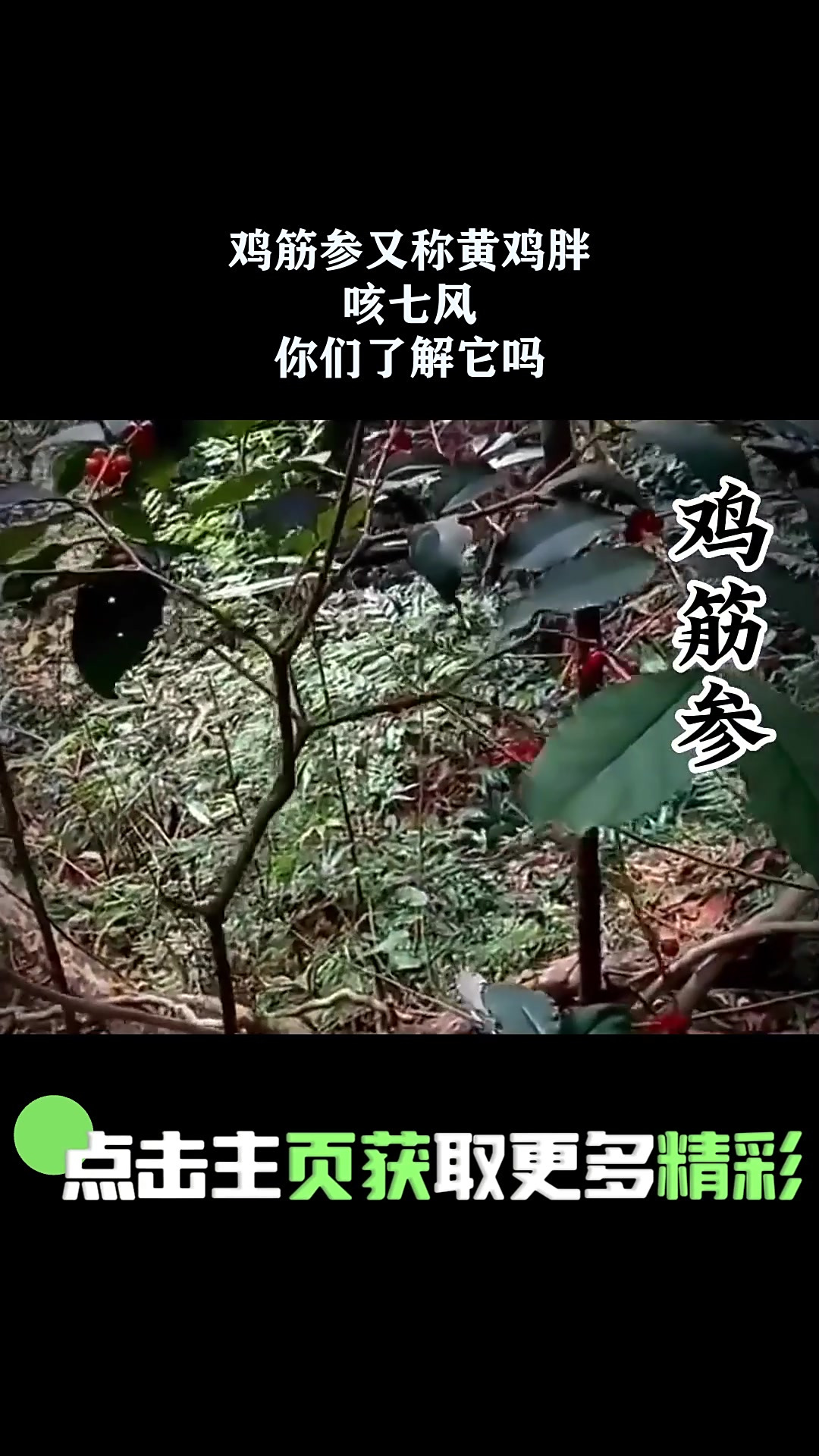 鸡筋参又称黄鸡胖,咳七风,你们了解它吗 1
