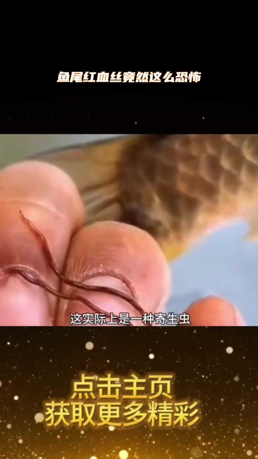 鱼尾红血丝竟然这么恐怖