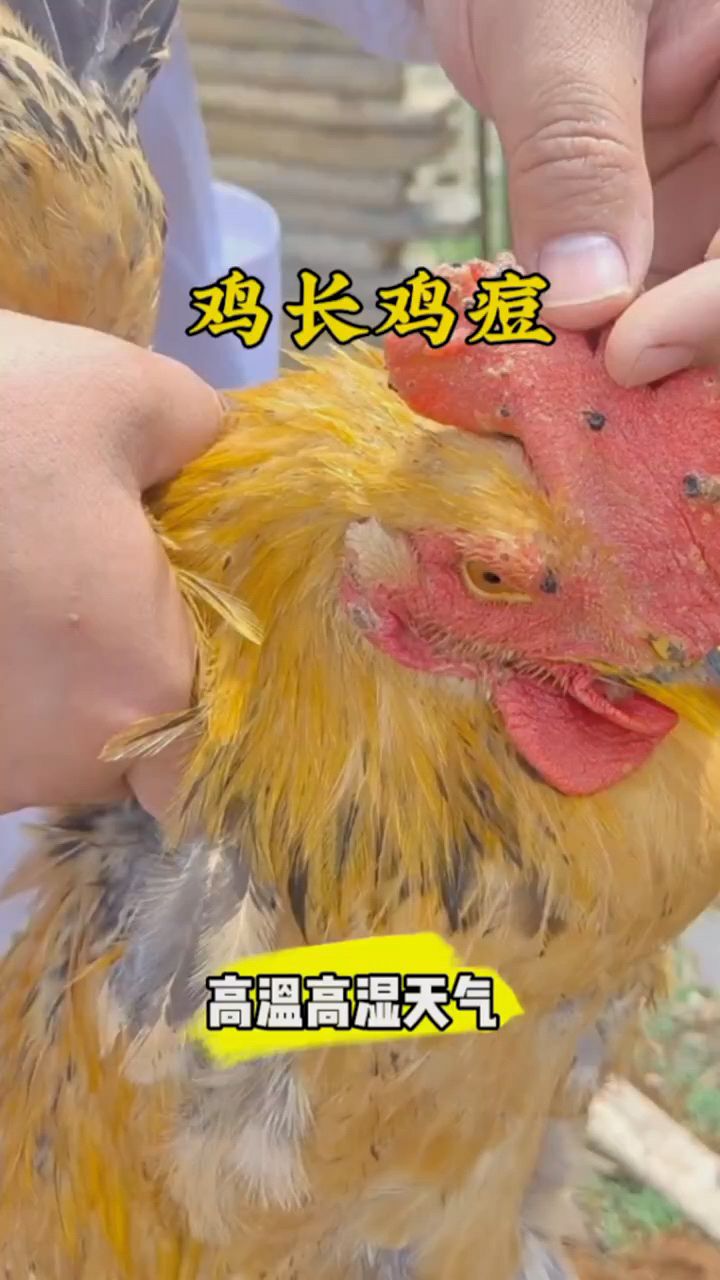 看看鸡身上长很多痘痘。