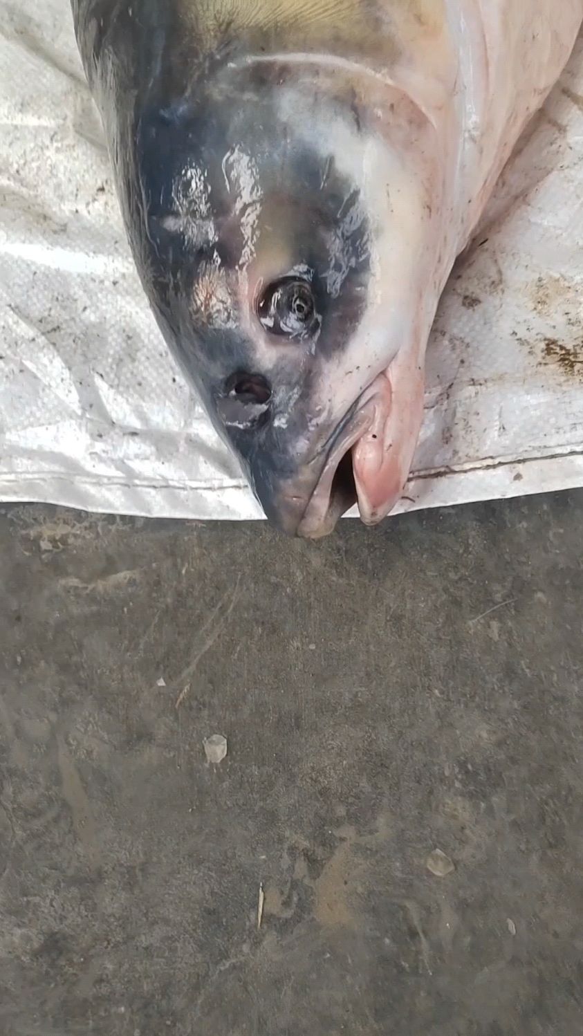 第一次看到40斤重的螺丝混子