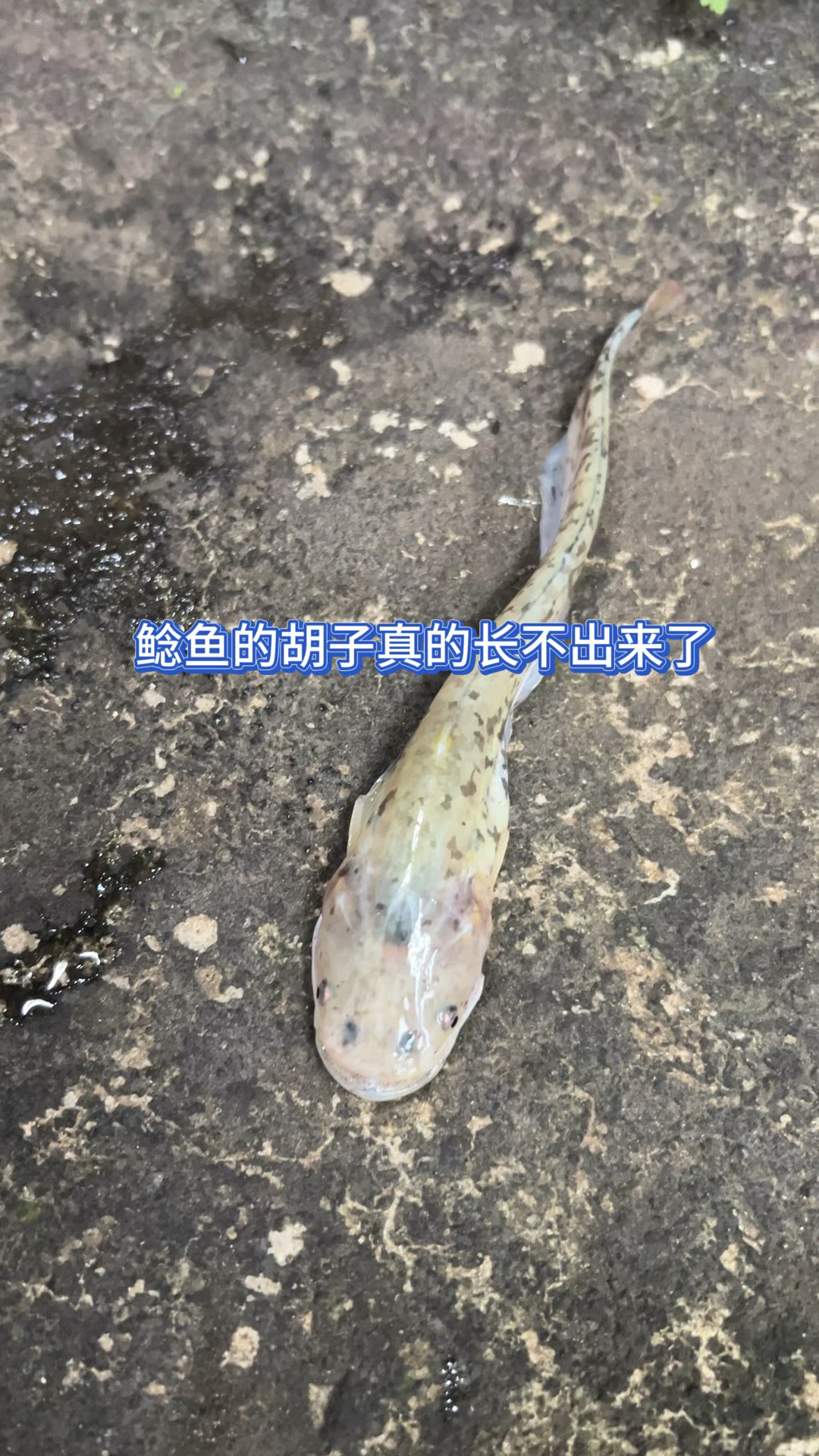 鲶鱼的胡子真的长不出来了