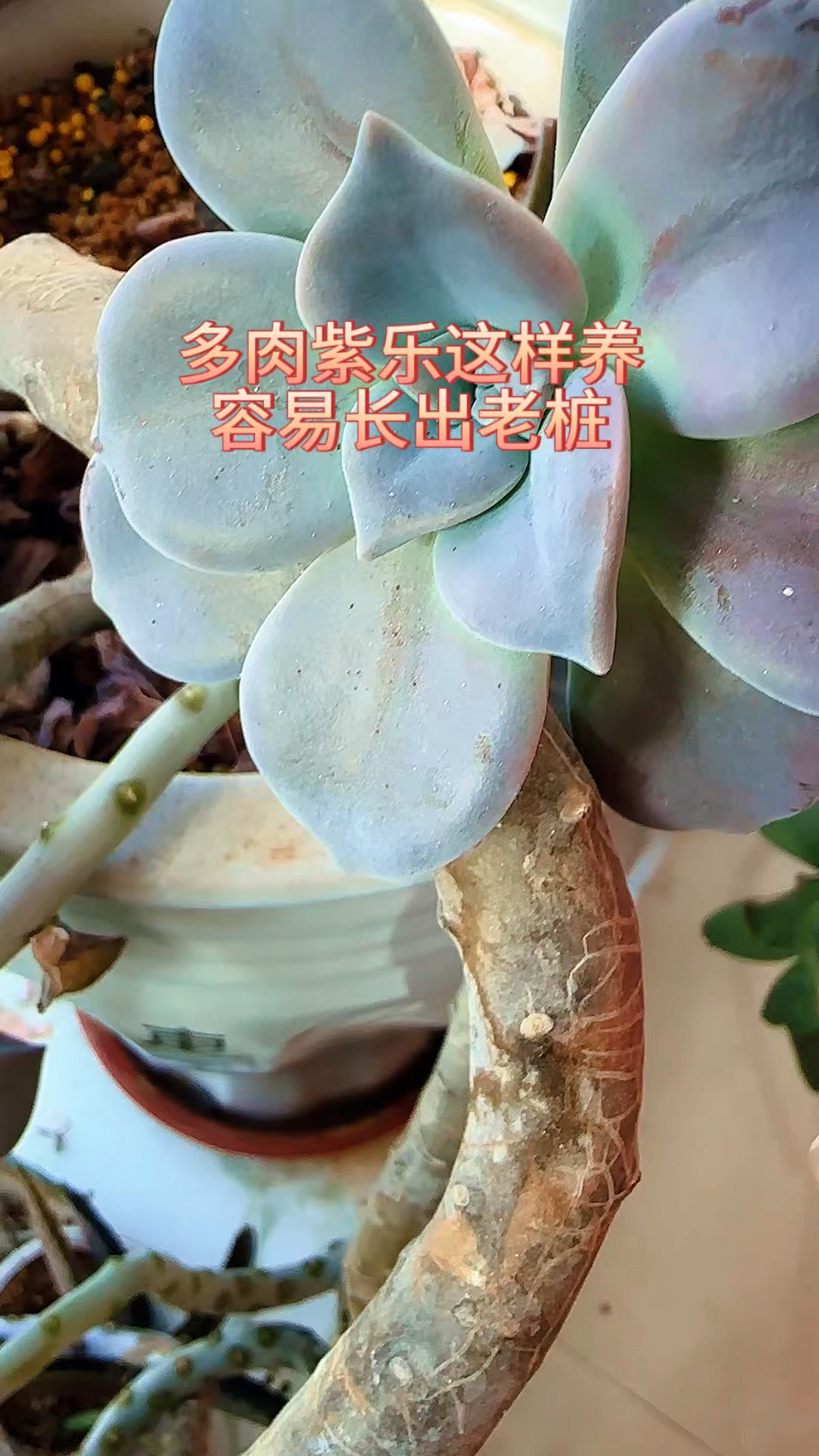 多肉紫乐这样养,容易长出老桩