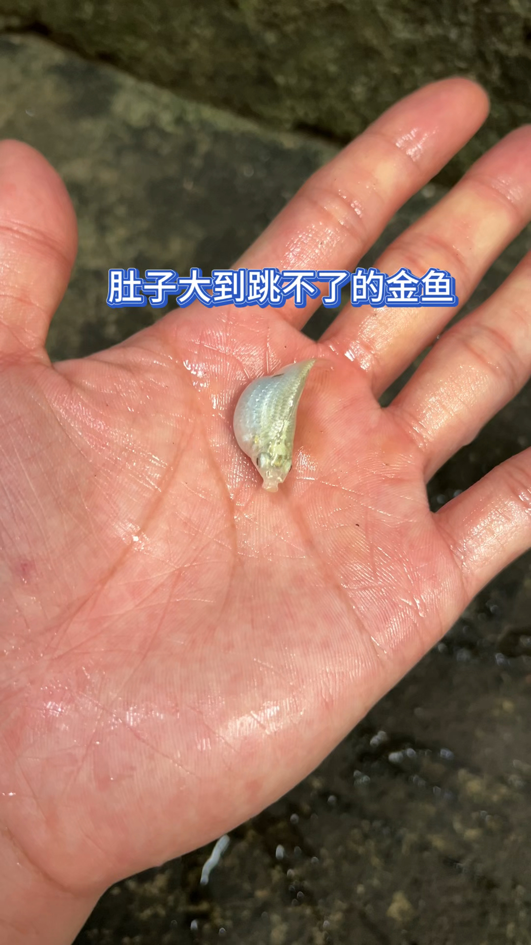 肚子大到跳不了的金鱼