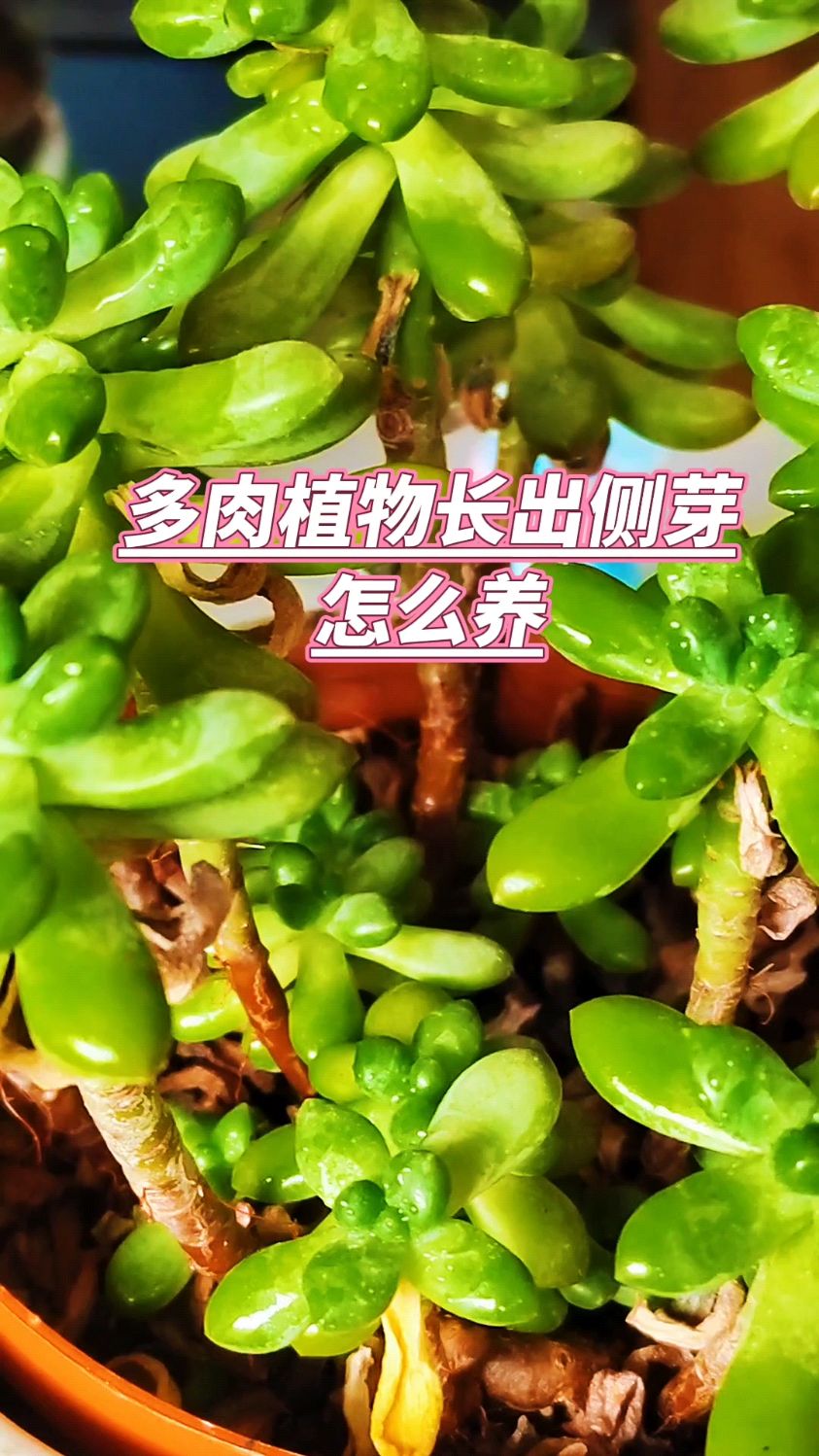 多肉植物长出侧芽怎么养?