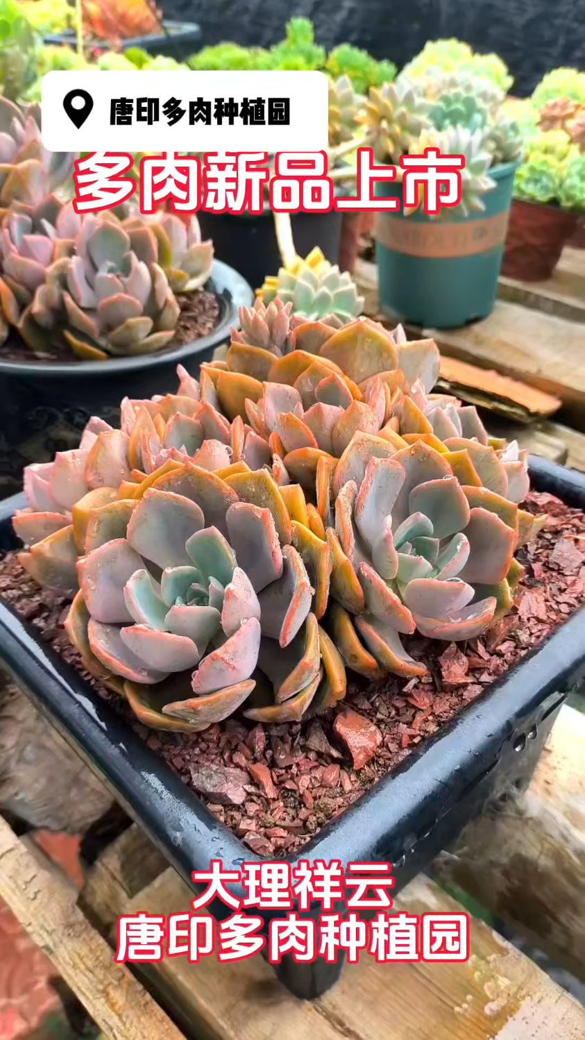多肉新品上市,唯美