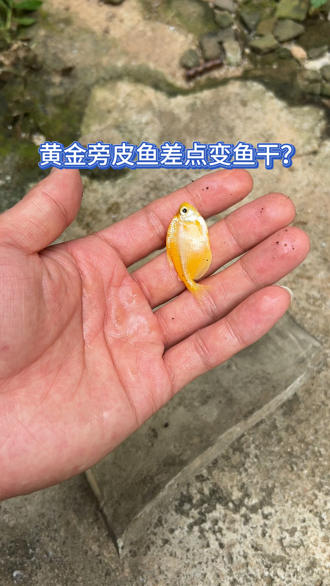 黄金旁皮鱼差点变鱼干?