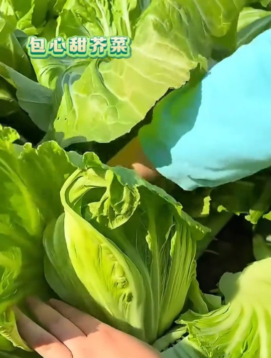 包心芥菜叶片肥厚,常用来腌制小菜,北方人甚少吃过!