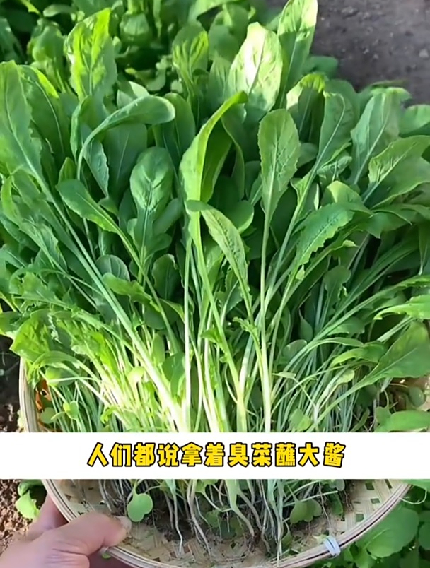 闻起来臭吃起来香,芝麻菜很多人不认识,耐寒还不生虫!