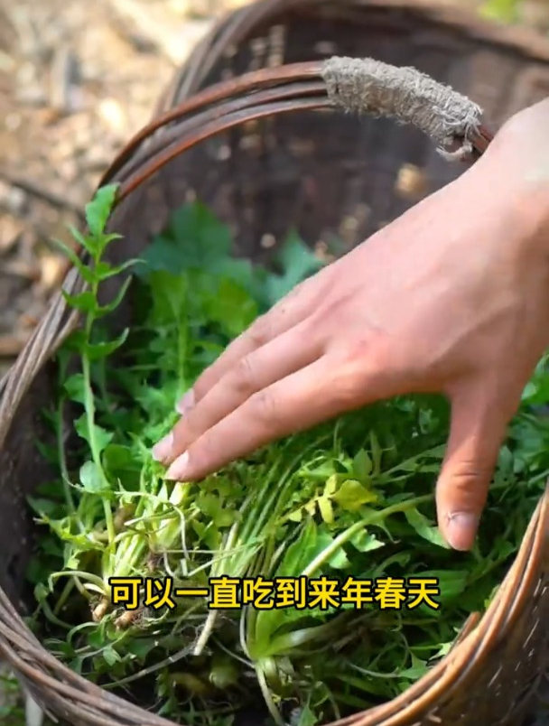荠菜耐热耐寒,现在播种正是时候,撒一把种子长一片!