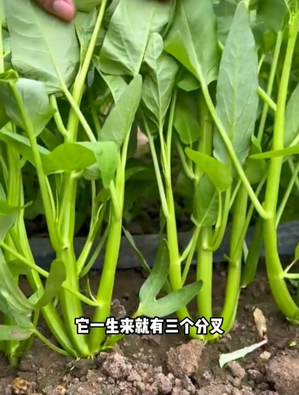 少见的三叉空心菜品种,不用育苗直接撒播,越冬也没有问题!