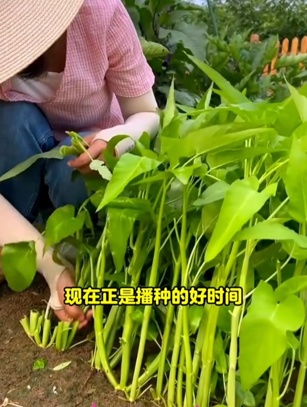 三叉空心菜种一次能多茬采收,无筋无丝,口感脆嫩
