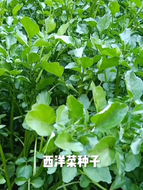 西洋菜适应性强,全国皆可栽种,种一次能吃很多年