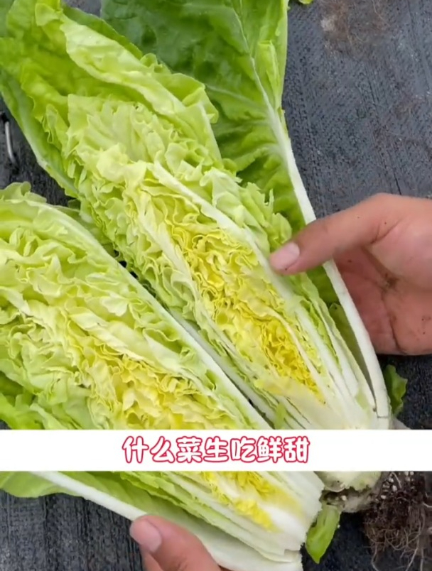 快菜好吃不易老,撒把种子就能活,冬天一茬一茬摘着吃