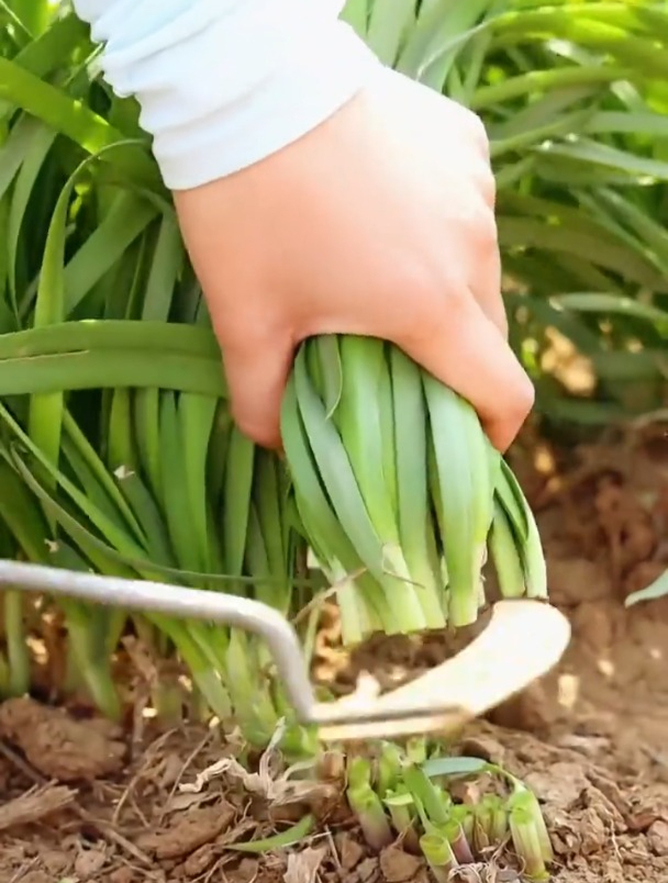 正是种韭菜的时候,独根韭菜和普通韭菜有何区别?