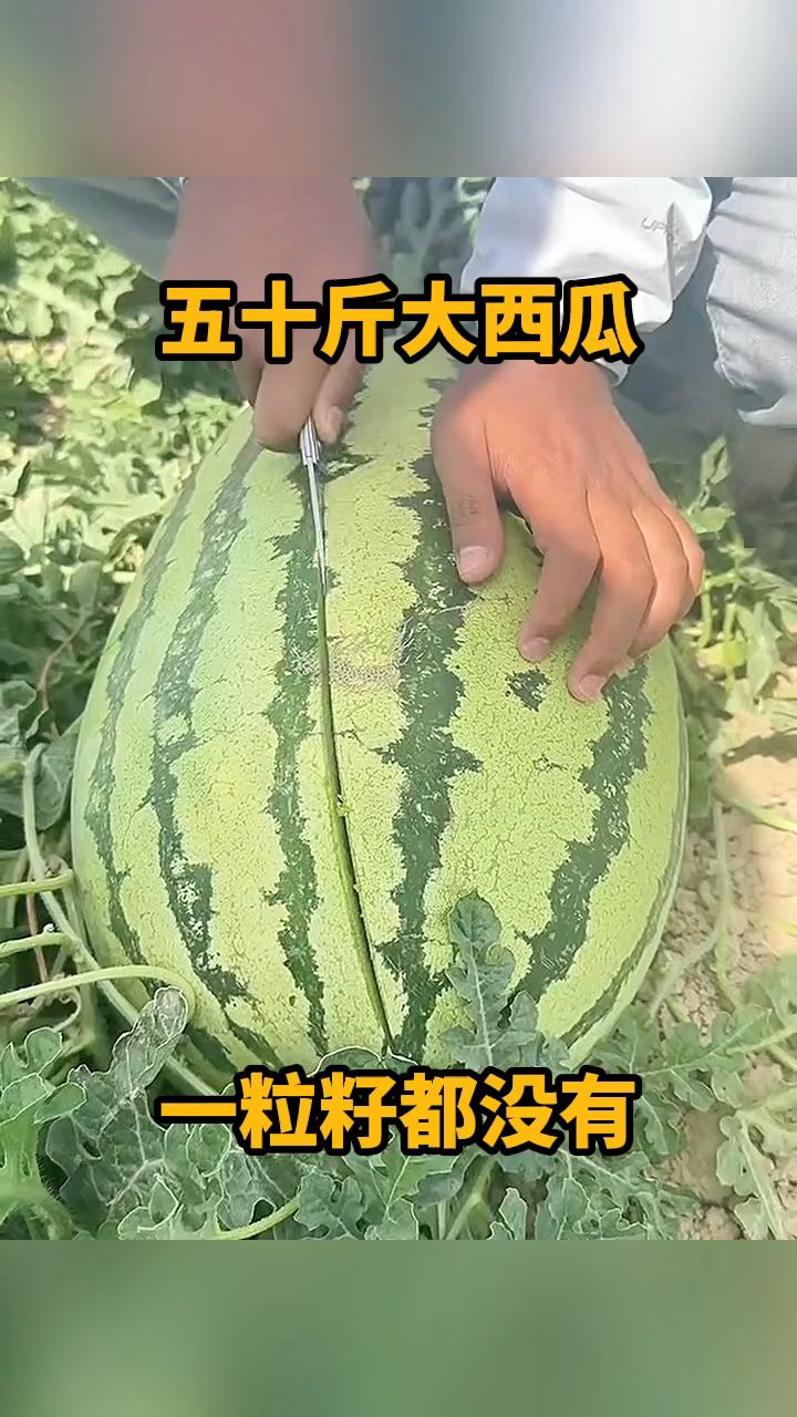 五十斤大西瓜,一粒籽都没有!