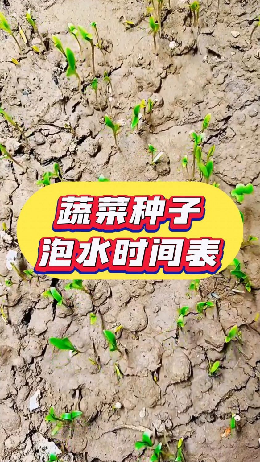 蔬菜种子泡水时间表,不知道要收藏起来,不久就用上了