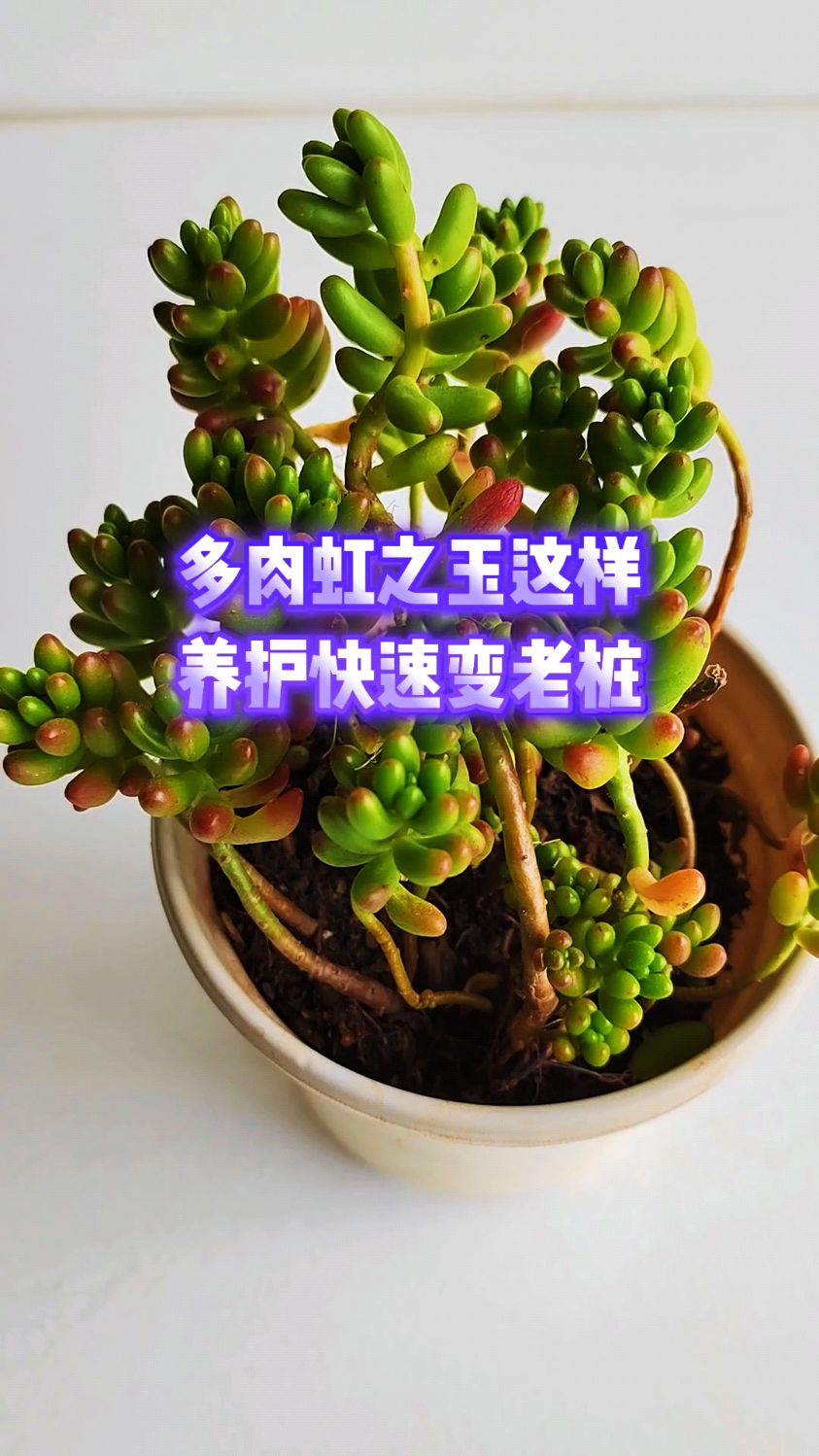 多肉虹之玉这样养护快速变老桩