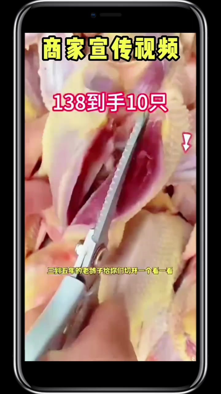 这么便宜的鸽子!它能是真的鸽子吗?