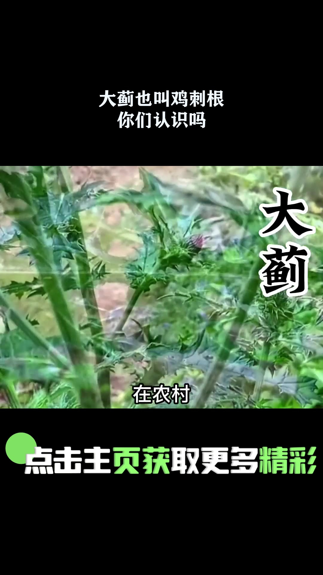 大蓟也叫鸡刺根,你们认识吗 1
