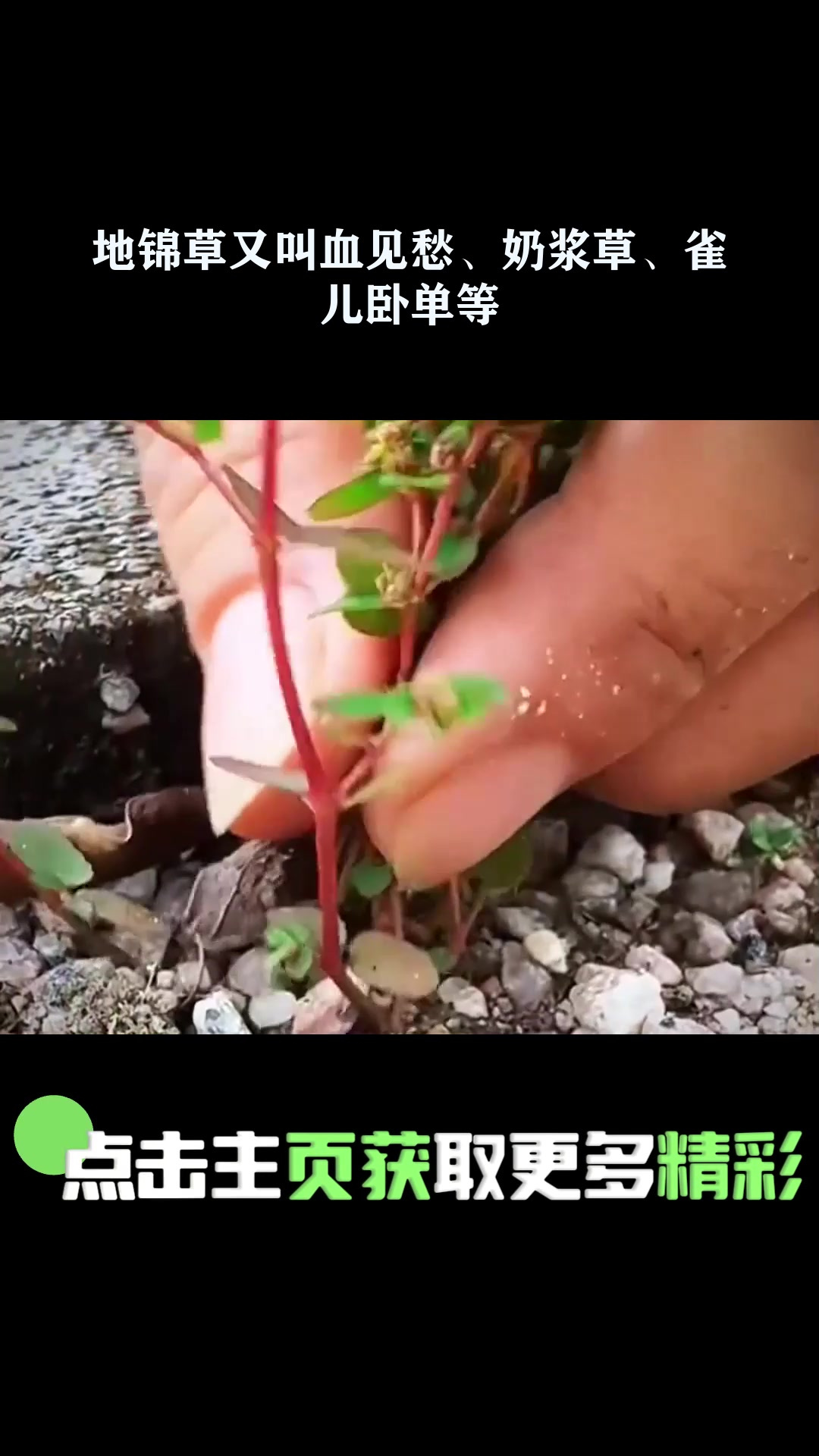地锦草又叫血见愁、奶浆草、雀儿卧单等 1
