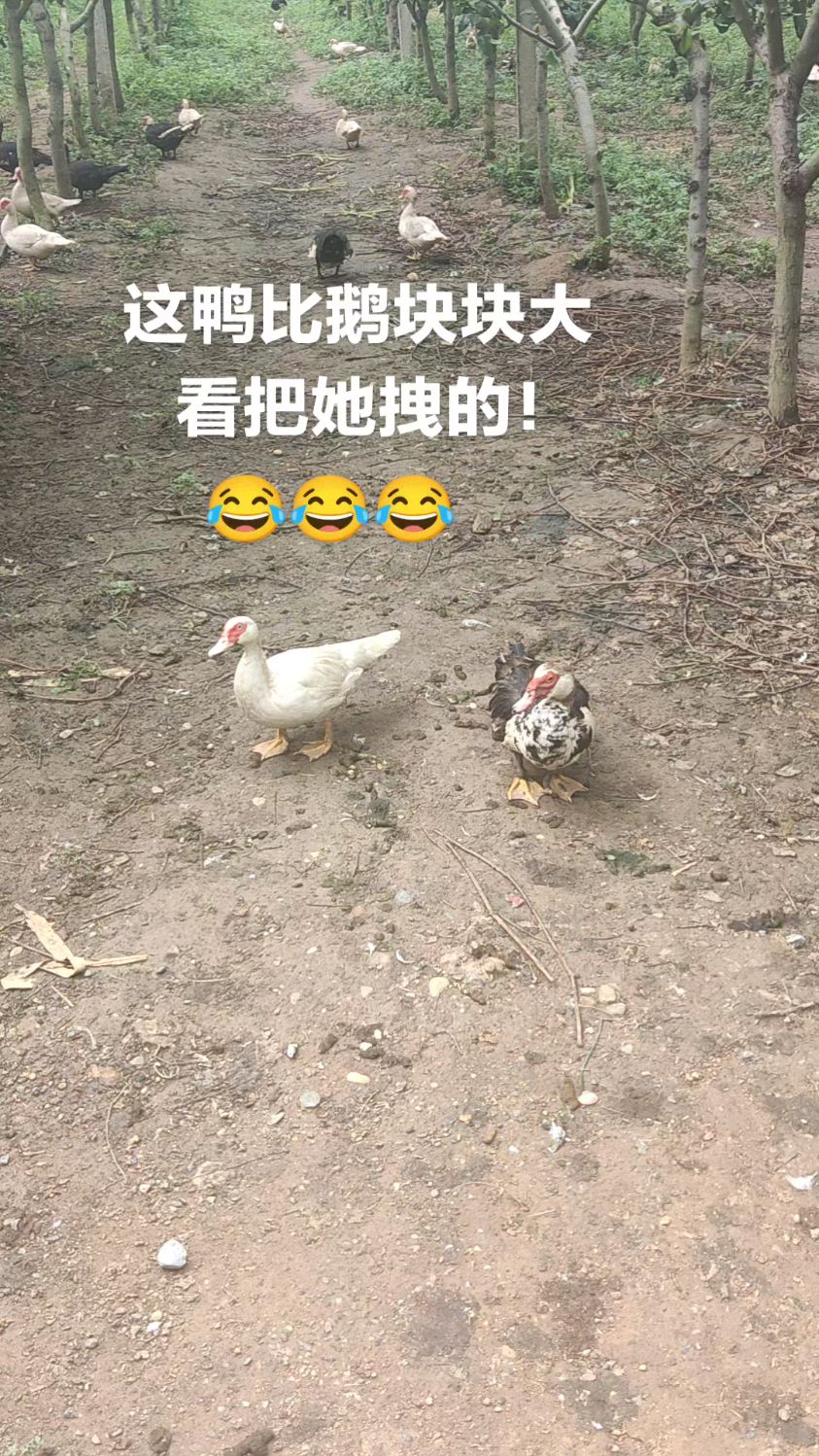 怎么鹅还没鸭长的大?