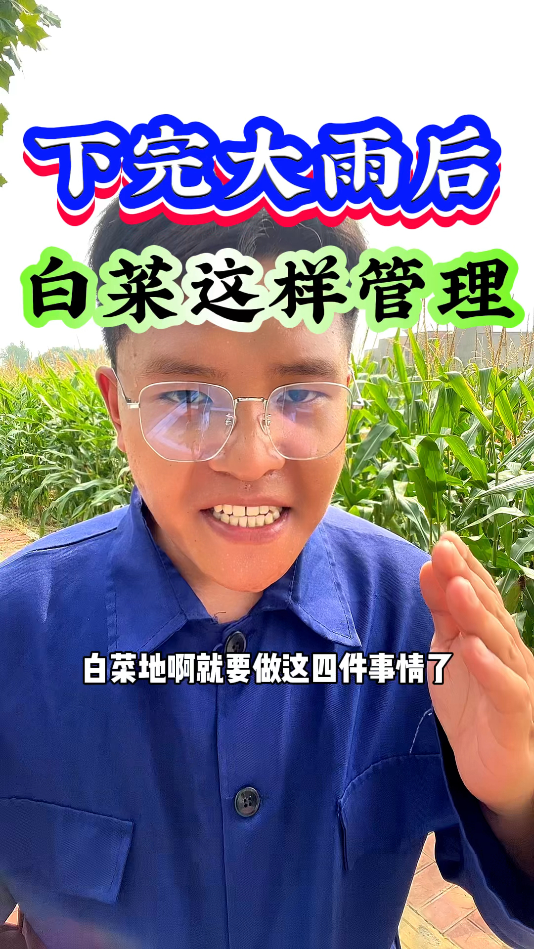 白菜地下雨过后咱们要做好这几项管理