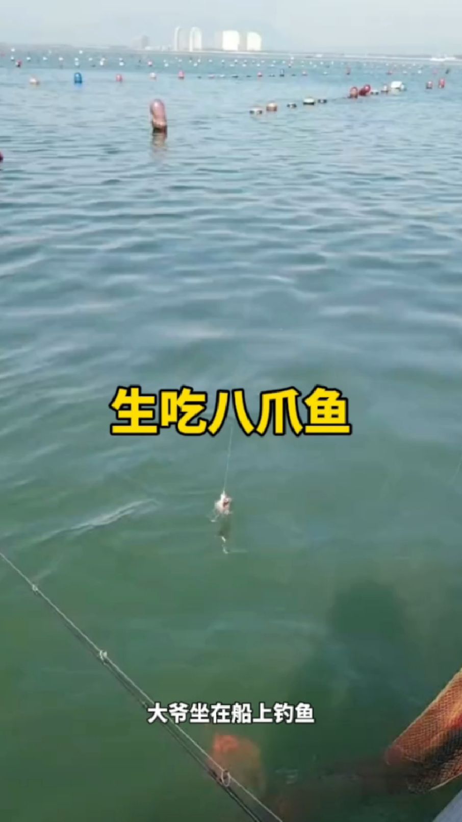 大爷生吃小八爪鱼