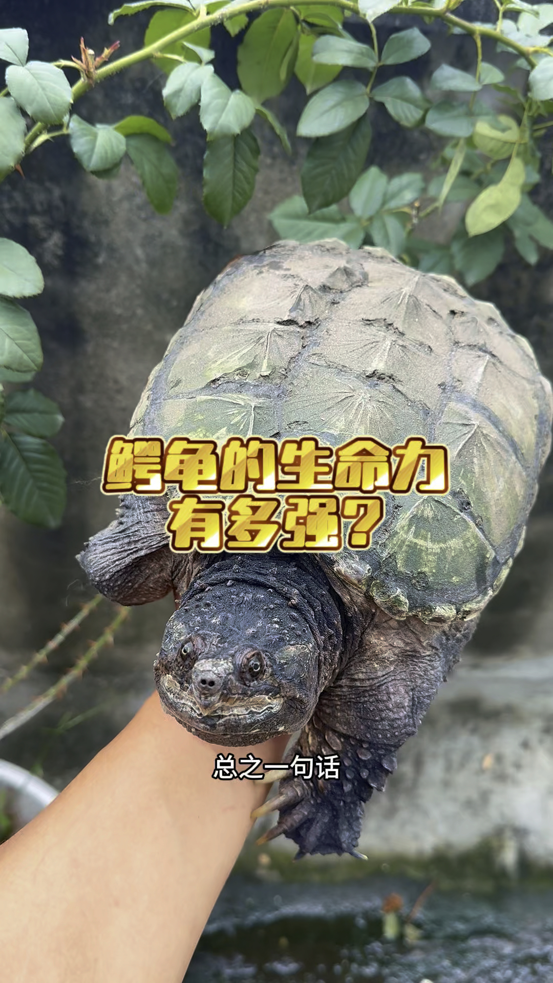 鳄龟的生命力可以一秒不吃物,也可以一个月不换水,其实养殖鳄鱼