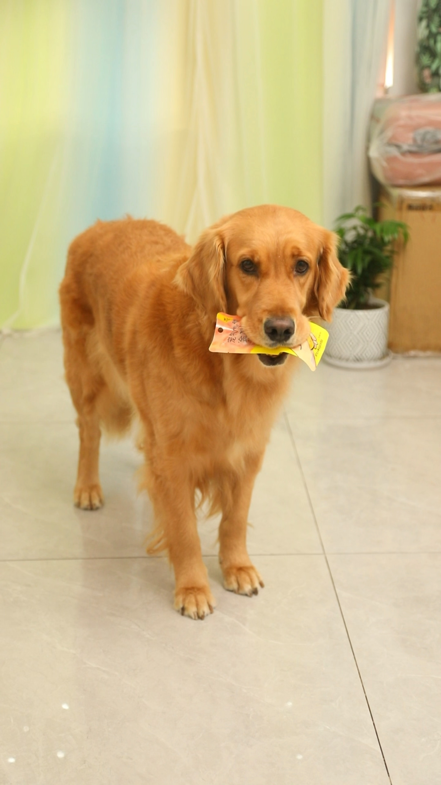 你们觉得奶茶妈妈偏心吗