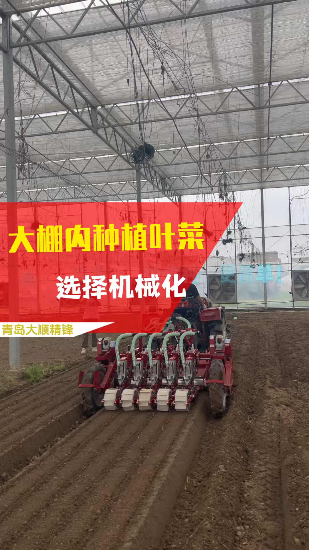 大棚内种植叶菜,选择机械化#三农 #现代化农业机械 #蔬菜播种机
