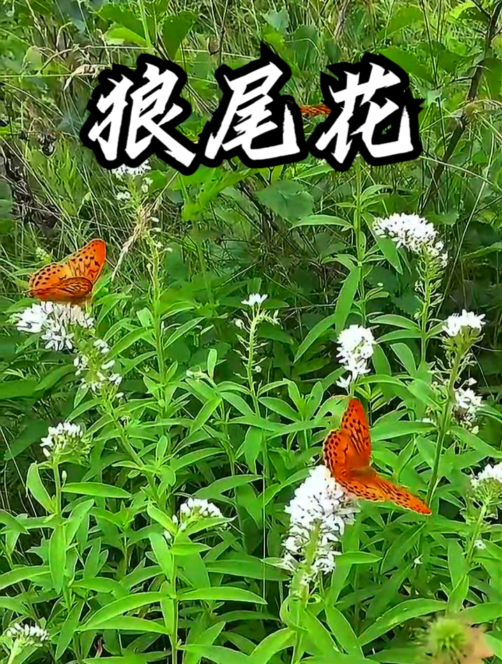 狼尾花也叫珍珠菜,拿它煮水饮用,可以缓解小便不顺