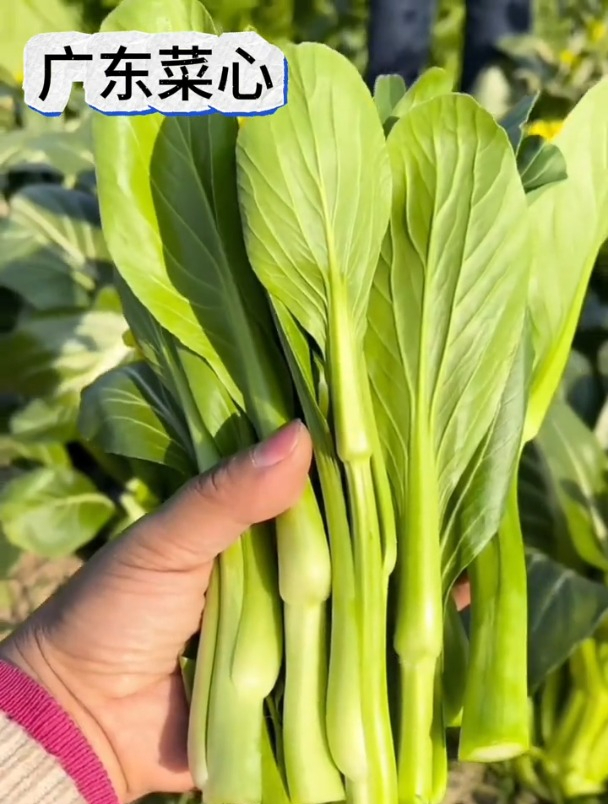菜心是四季菜,撒籽就成活,越摘长的越旺!