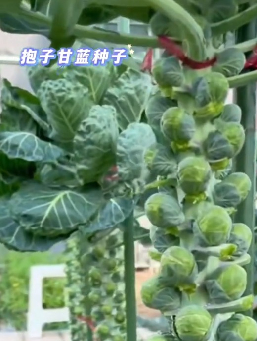 别看孢子甘蓝个头小,营养赛过牛羊肉!