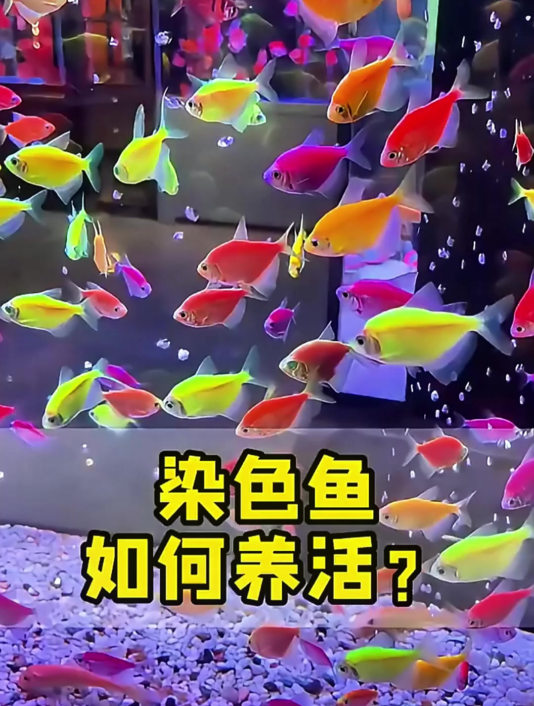 遇到买到染色鱼的情况怎么办?
